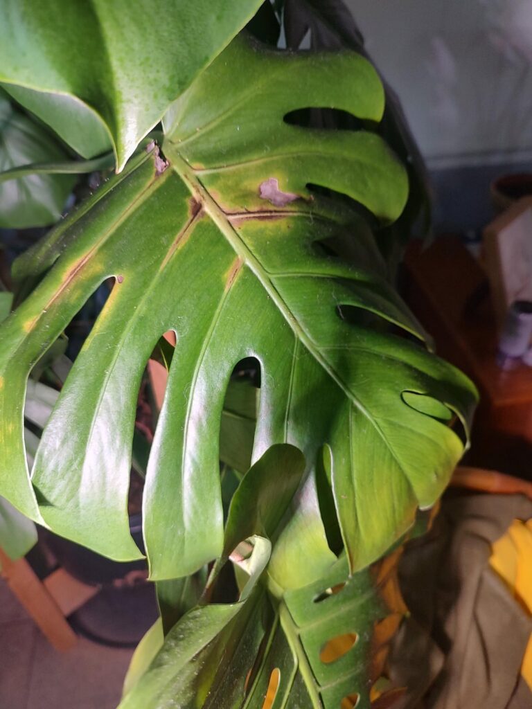 Thoughts? It's just this one leaf