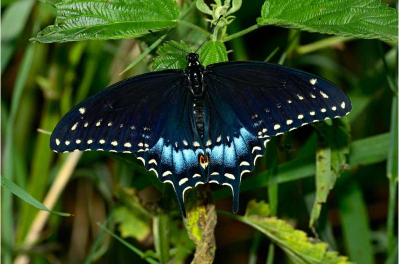 black swallowtail