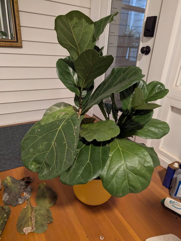 Help: suddenly dropping leaves