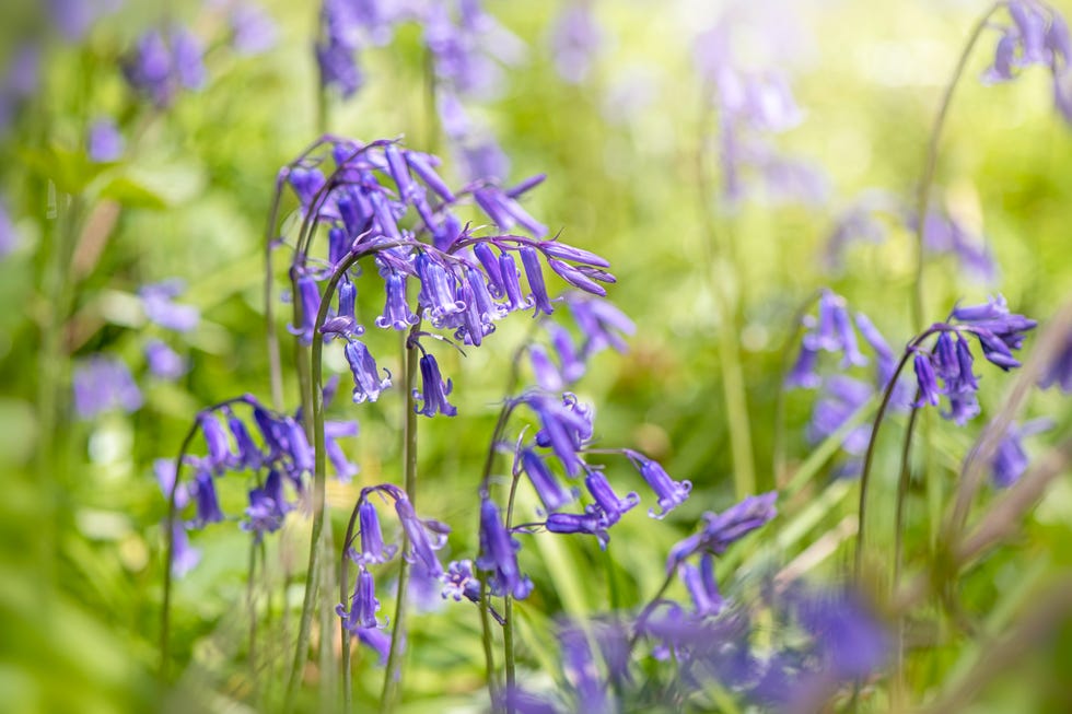 a close up of a bluebells flower