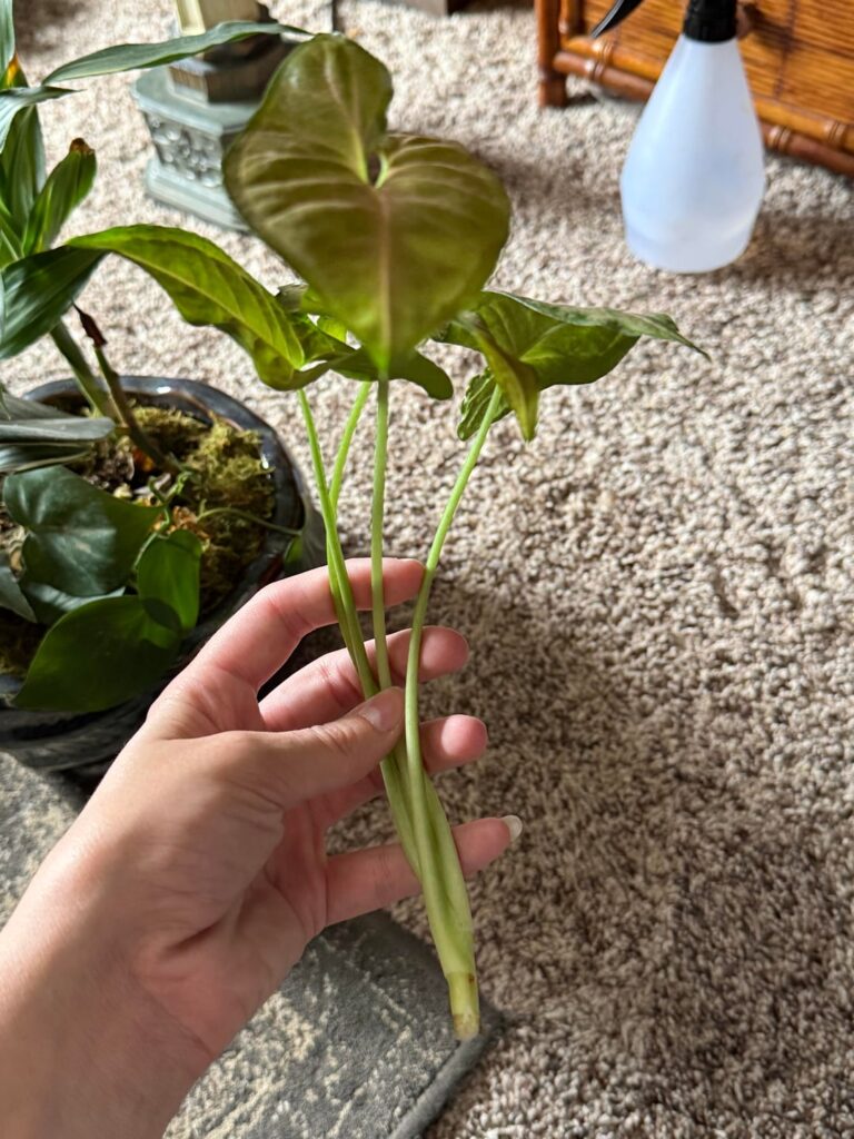 I accidentally broke this whole plant off when watering it. I really really want to save this bc it was an arrangement from my papas funeral- how can I make sure it lives??