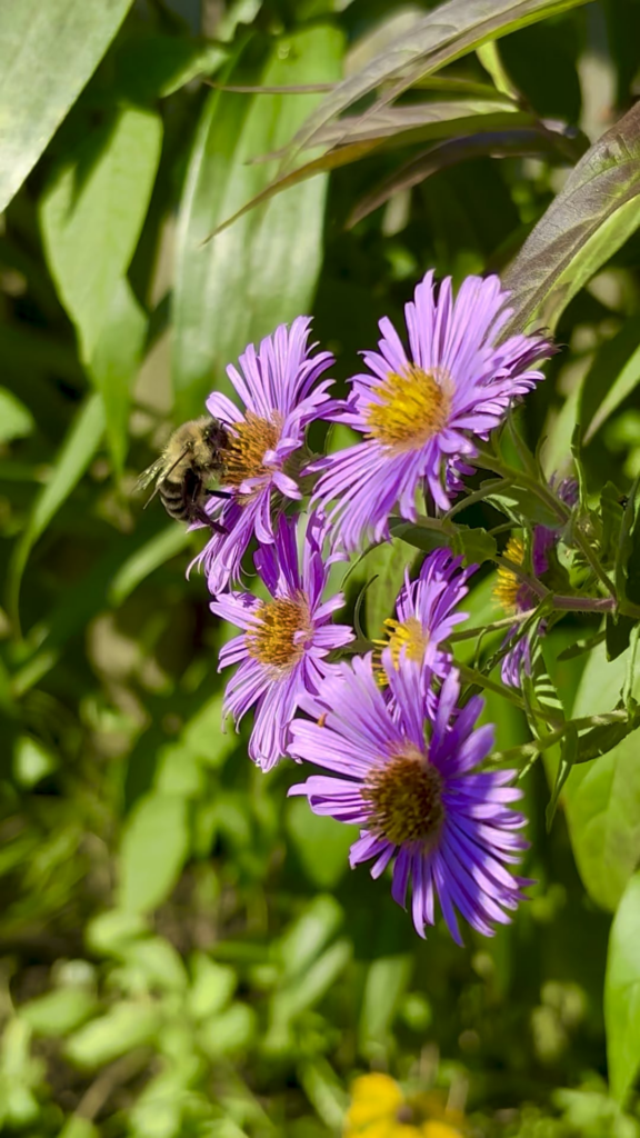 Bumble thirsty for some late-season New England Aster nectar 🐝