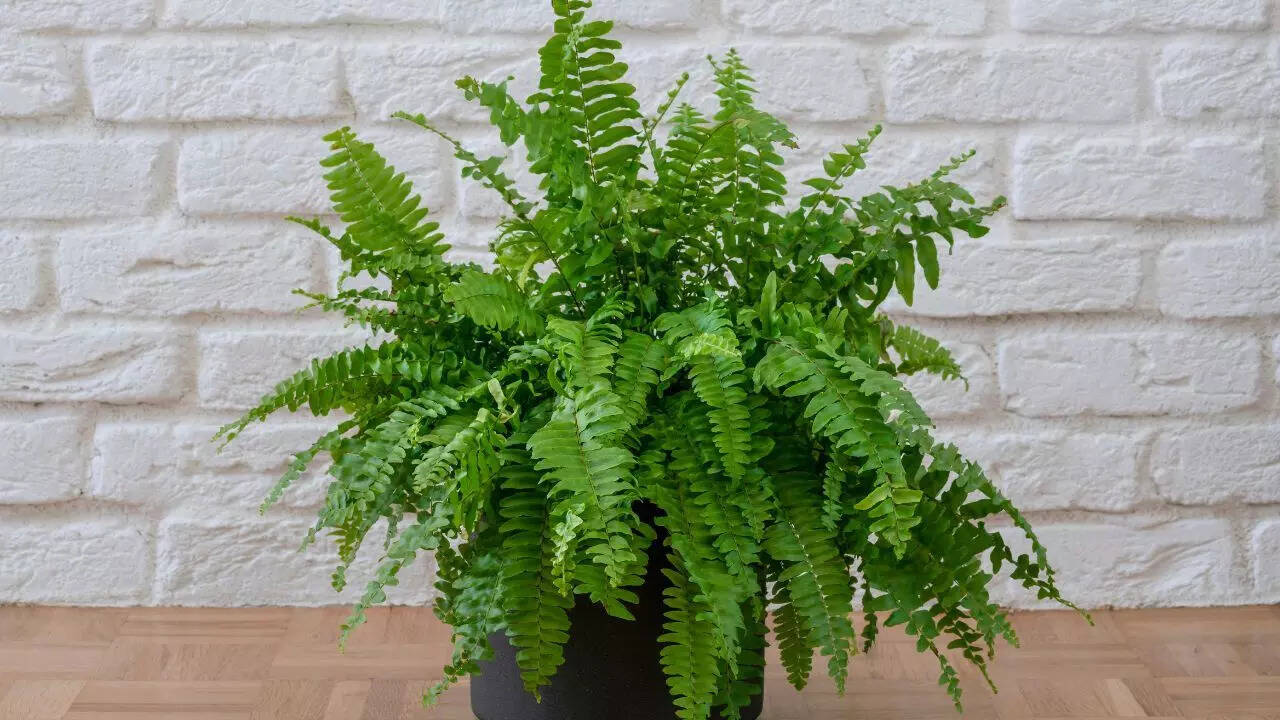 Boston fern