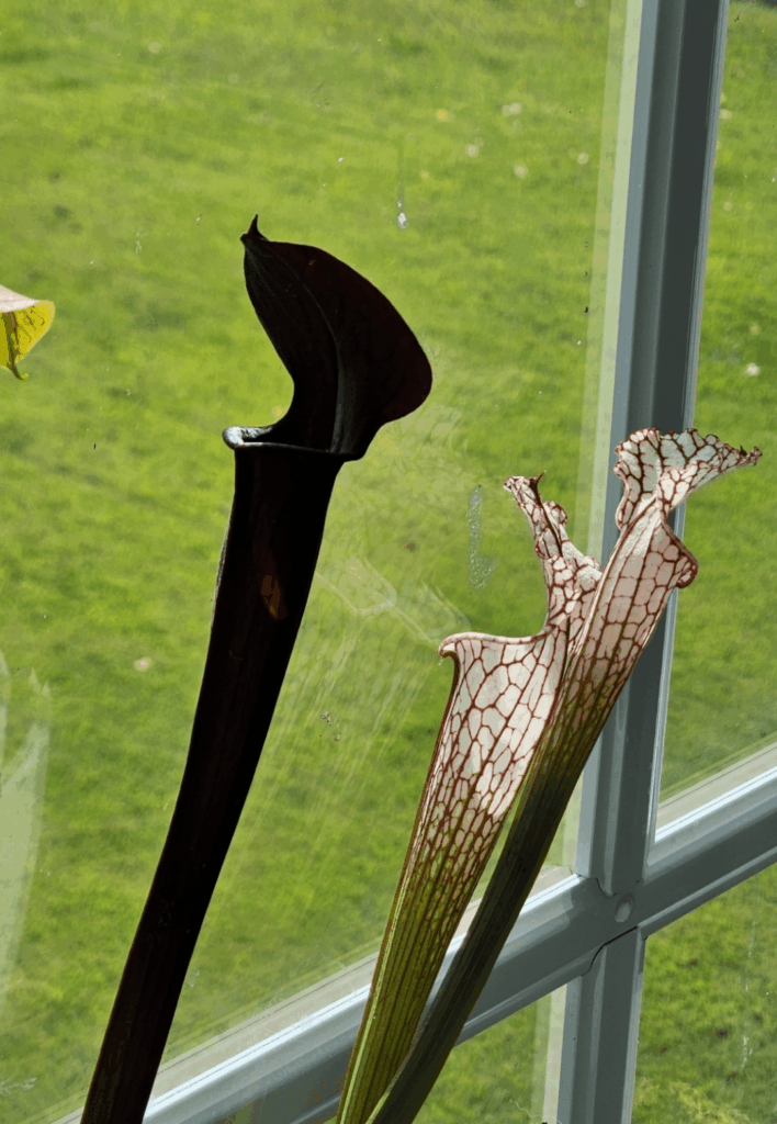 Sarracenia "Black"