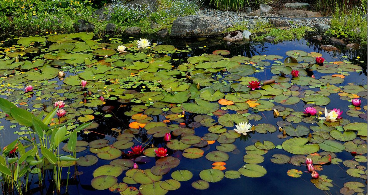 Nymphaeaceae (Water Lily) - A large grouping of various colored water lilies.[OC]