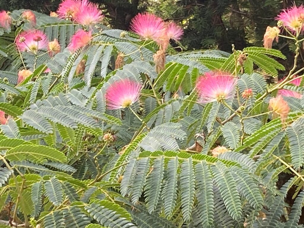 Found in a protected area in a park in PNW, never seen anything like it before