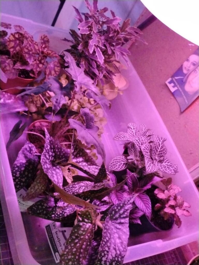My first labor of Love..