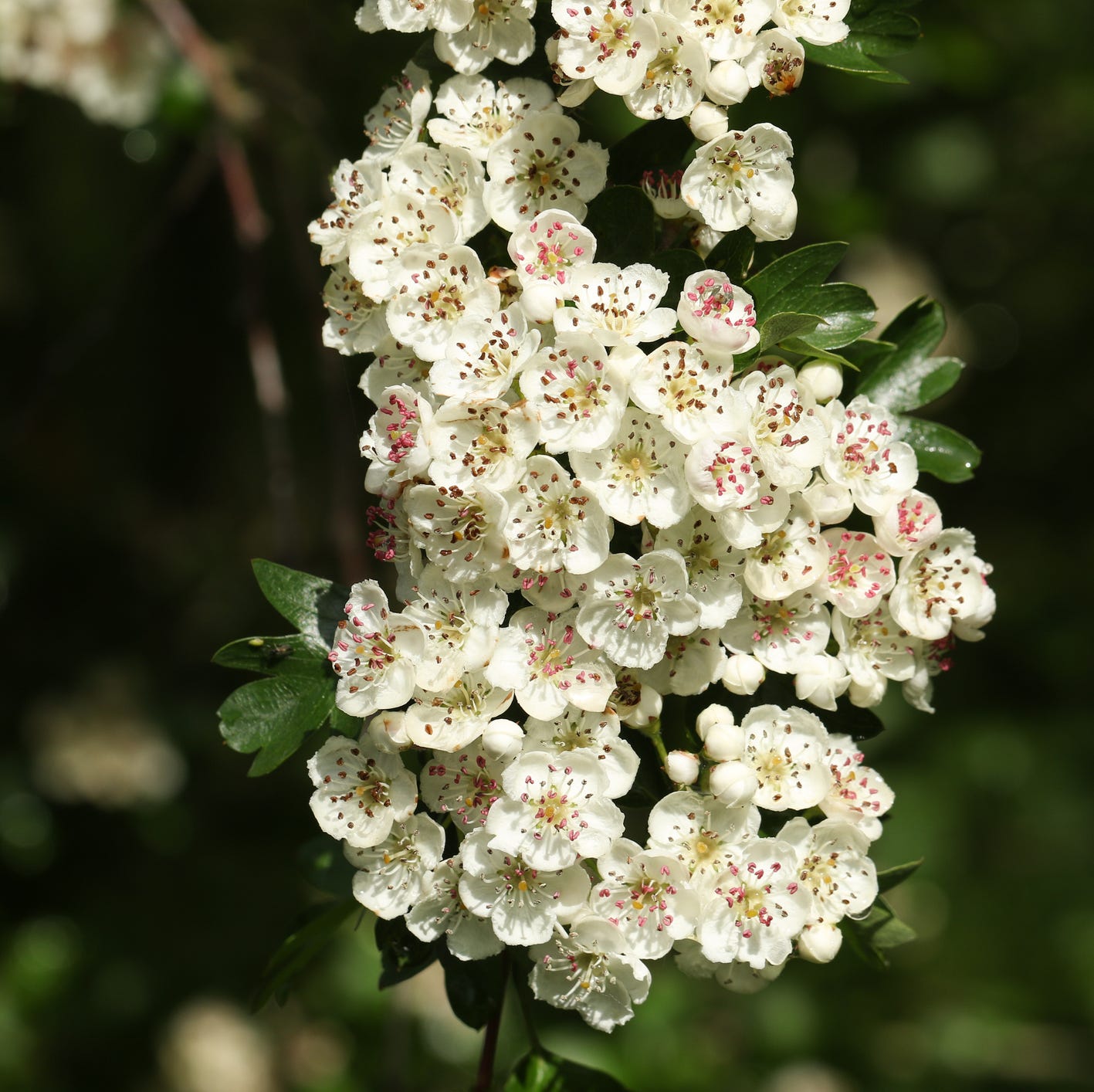 a branch of hawthorn blossom