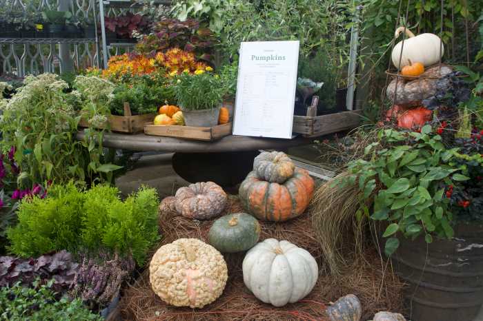 Brooklyn Botanic Garden Fall Harvest Festival