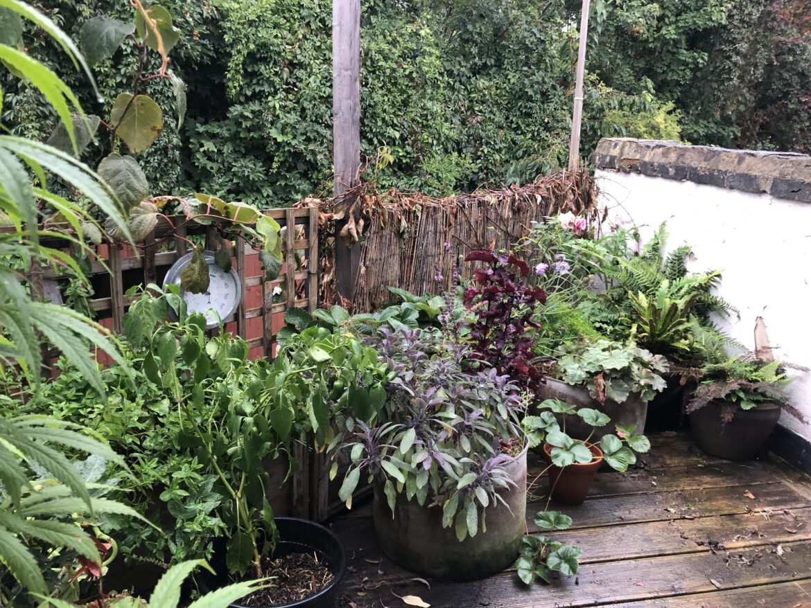 Rainy day on the balcony garden. Rainy day on the balcony garden.