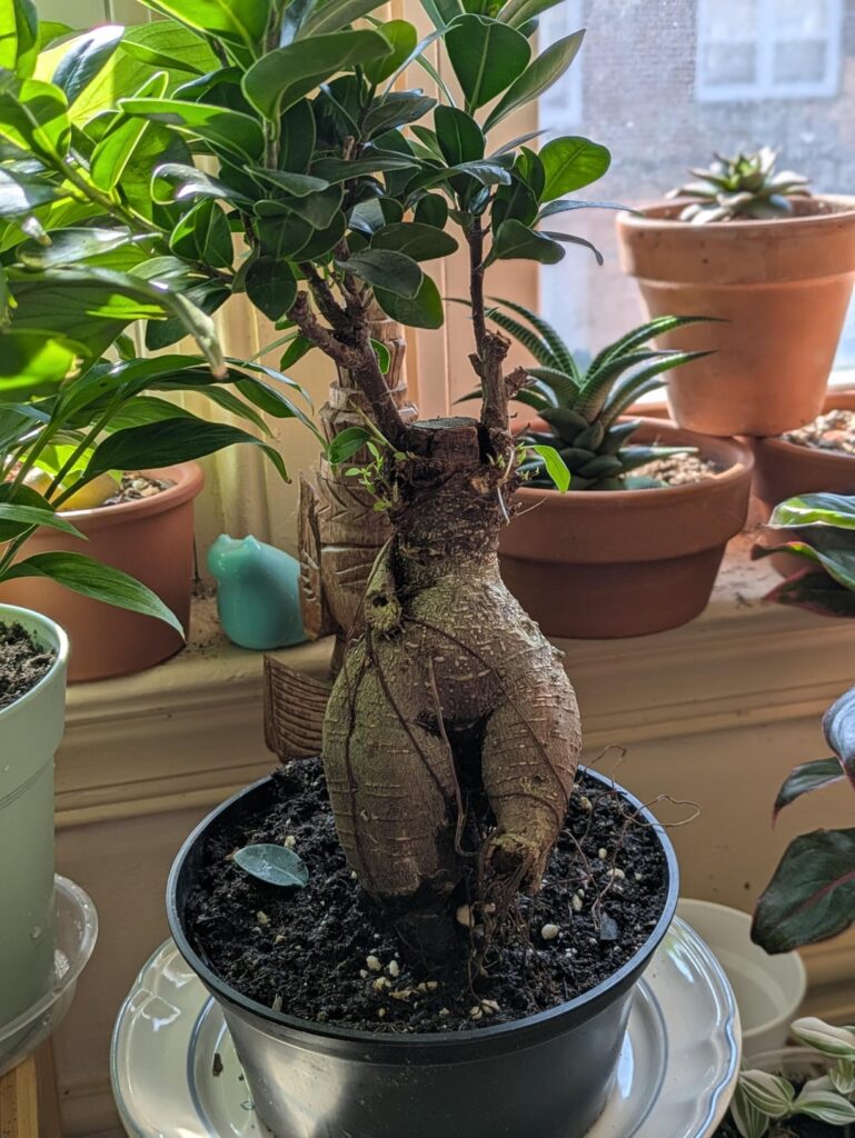 Does anyone have one of these and if so, care tips?