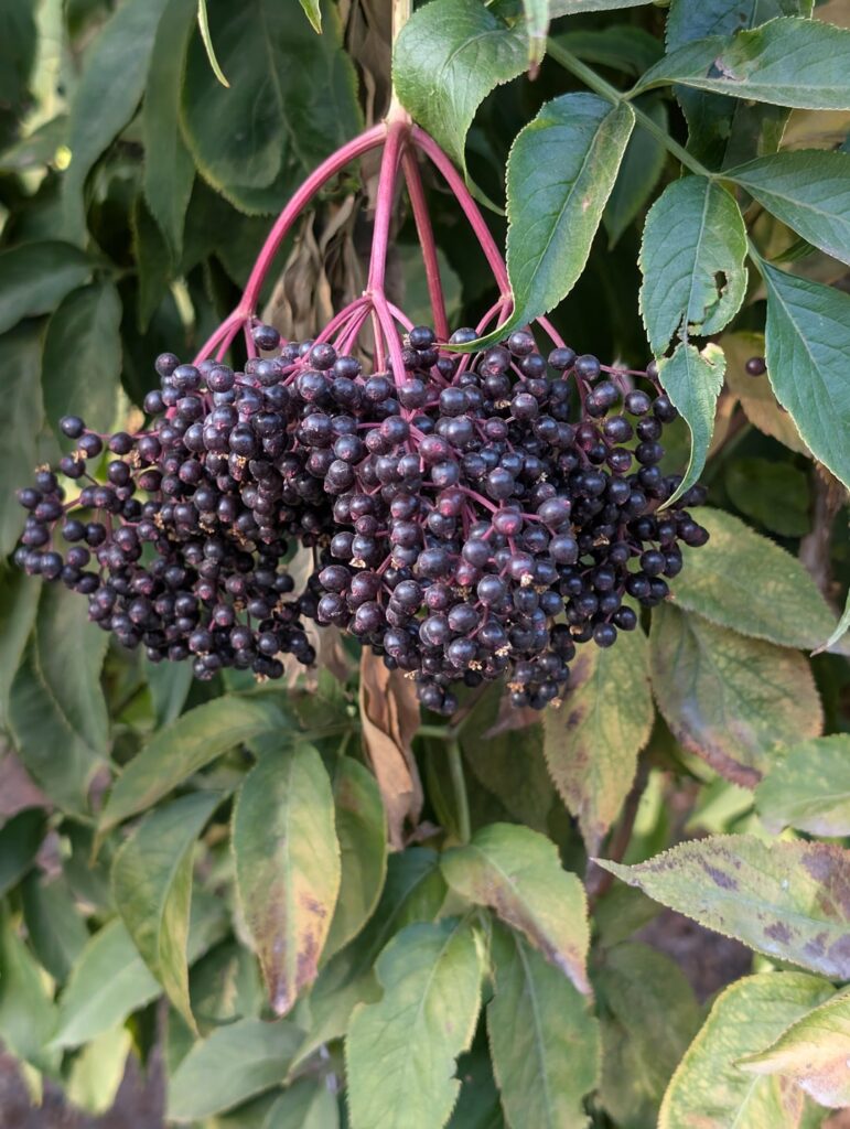 Stupid question are these elderberries?