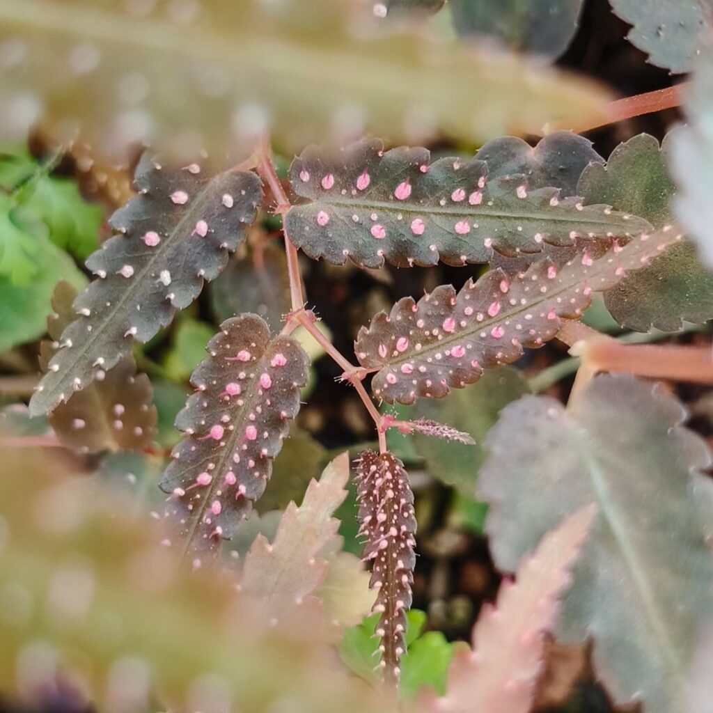 Results of mixing Begonia ptrediformis white spots with pink spots. Results of mixing Begonia ptrediformis white spots with pink spots.