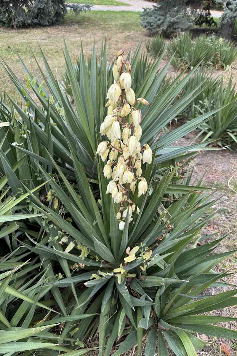 Close-up of Yucca gloriosa white flowers. Beautiful yucca flowers in autumn garden. White Yucca plant or flower garden, agave cactus, saint flower. From the family Asparagaceae. Selective focus.