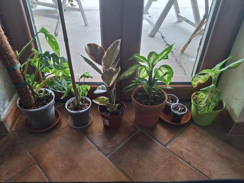 Finally… plants that didn’t die on me!