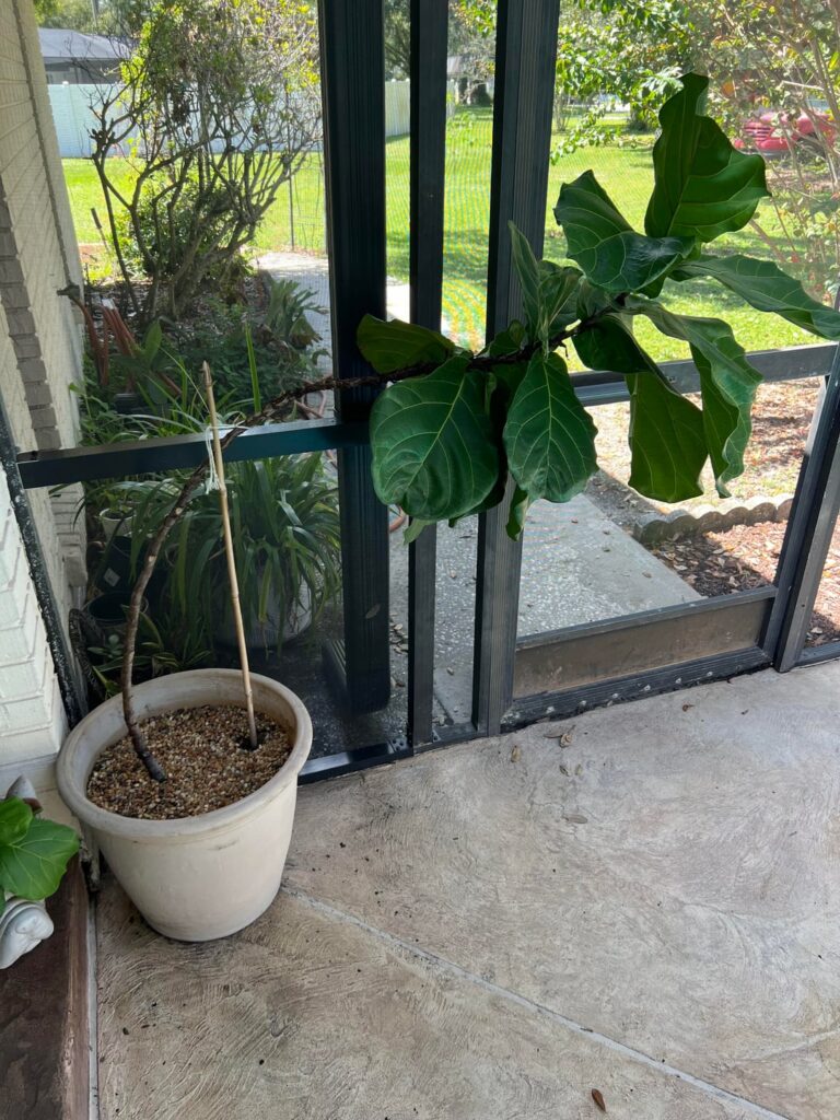 How do I strengthen/thicken my FLF’s trunk?
