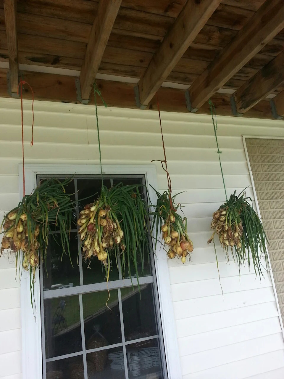 Onion sets drying under the porch.