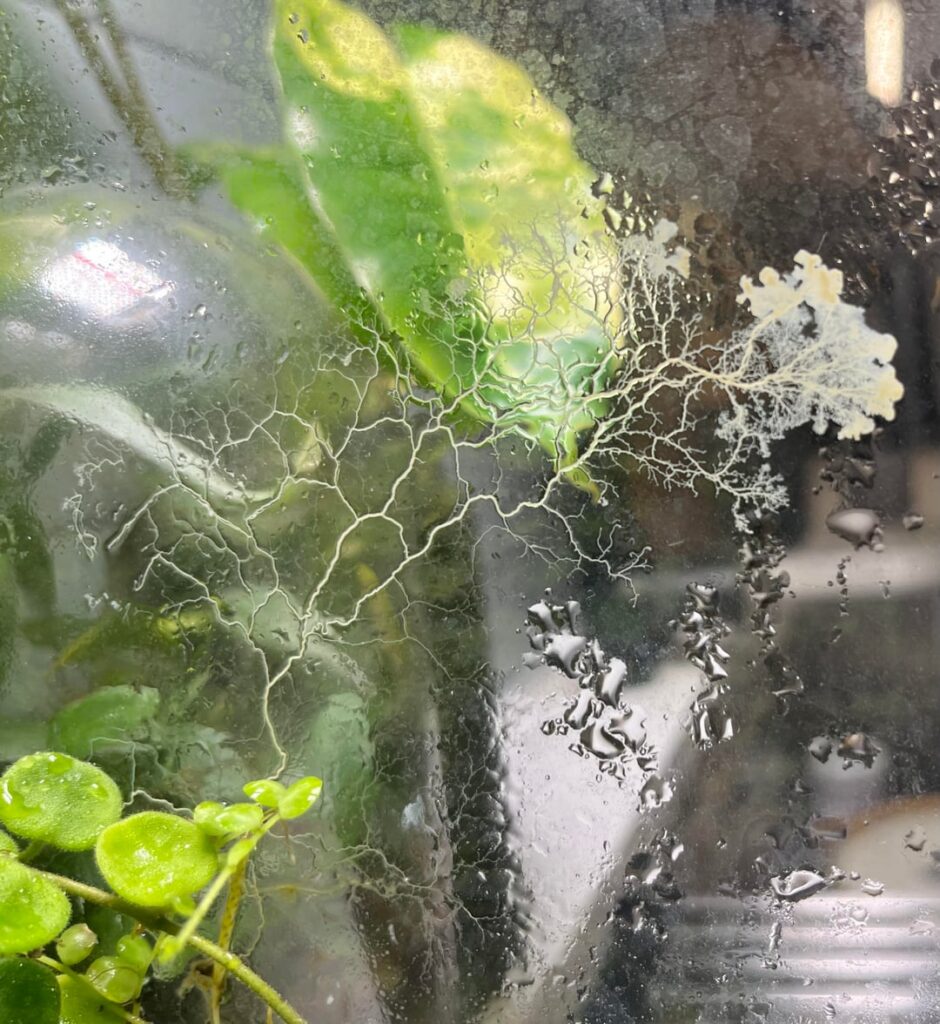 What’s this thing growing inside my terrarium?