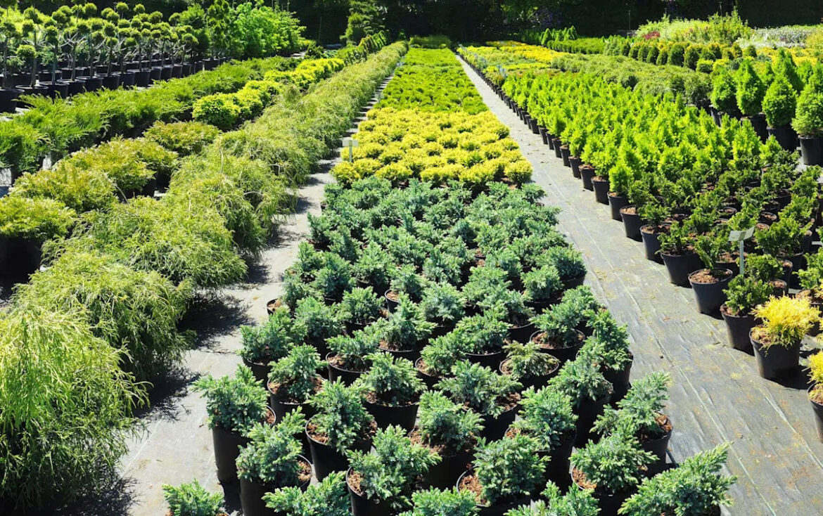 Gardener outraged after spotting harmful plant for sale at local greenhouse: ‘Please do not buy’ Yahoo news home