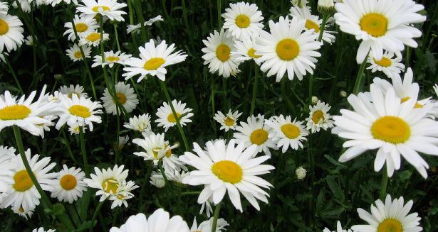Lay flat-faced flowers, like these Shasta daisies, face down on a flat surface to dry. COURTESY PHOTO | MELINDAMYERS.COM