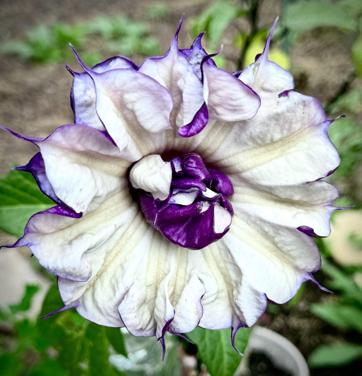 Datura Metel Datura Metel