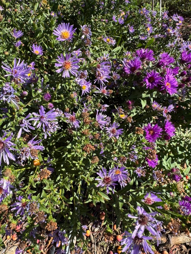 Native things I grow