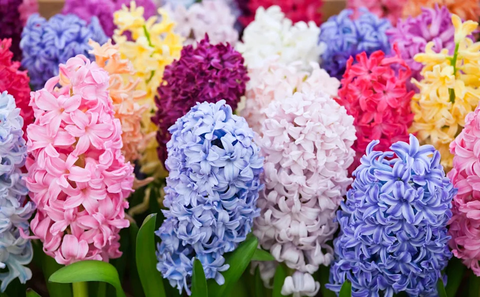 the perennial common hyacinth, hyacinthus orientalis, also know as the garden hyacinth, or dutch hyacinth, is available in a wide range of colours.