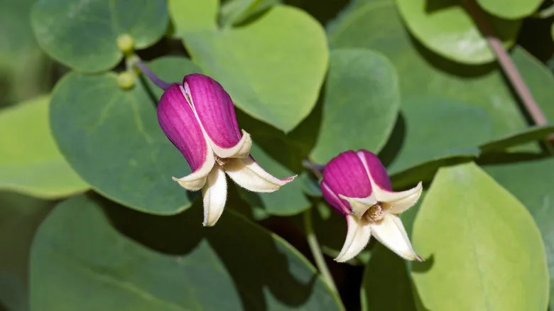 Two unique blooms from the white-leaf leather flower, showing their rose exteriors