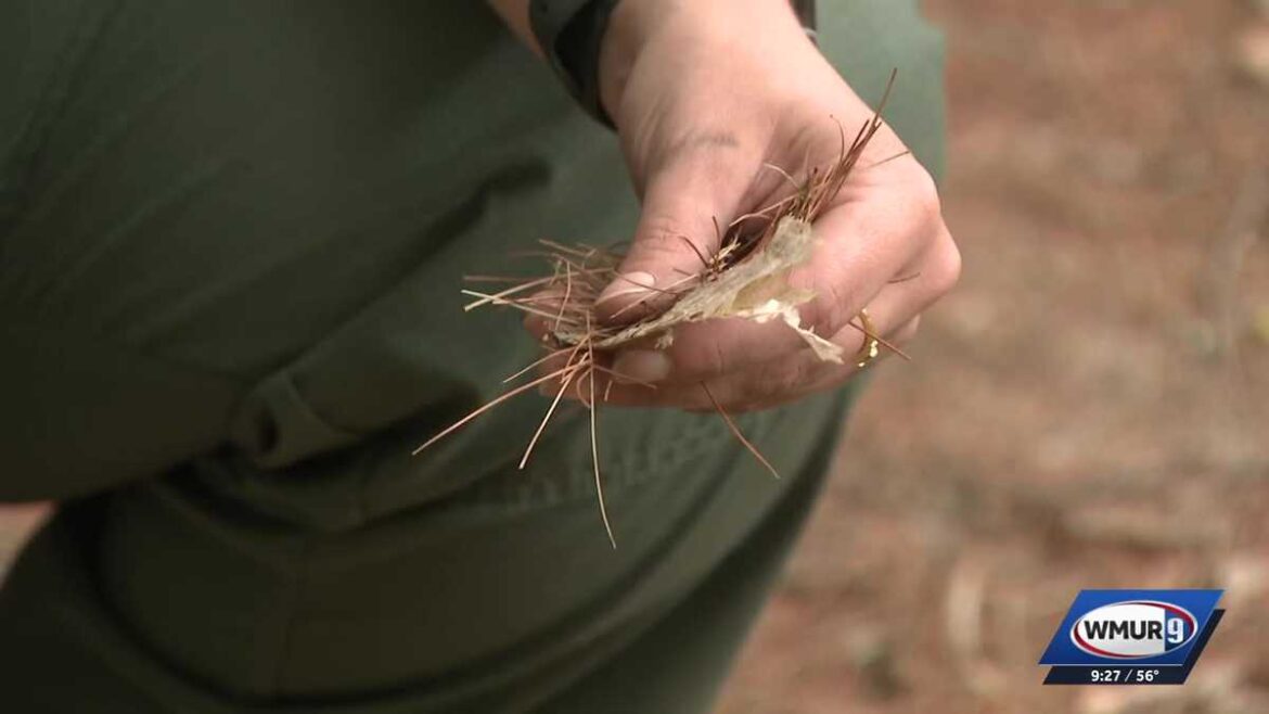 Fire safety tips for lawns and gardens