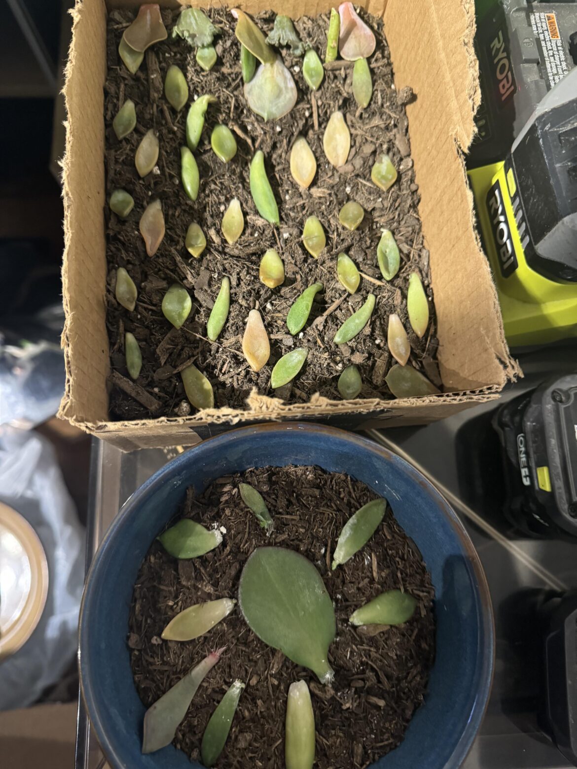All these leaves were sitting on the shelf I couldn’t help myself