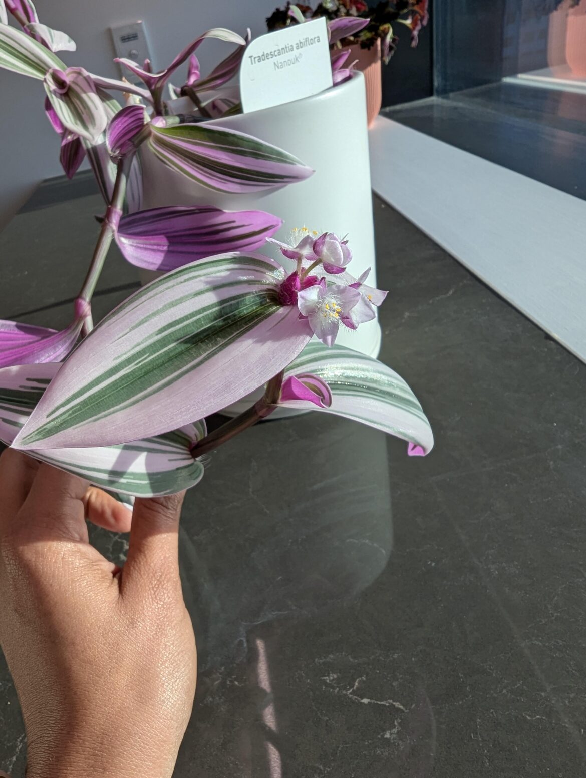 My Tradescantia flowered!