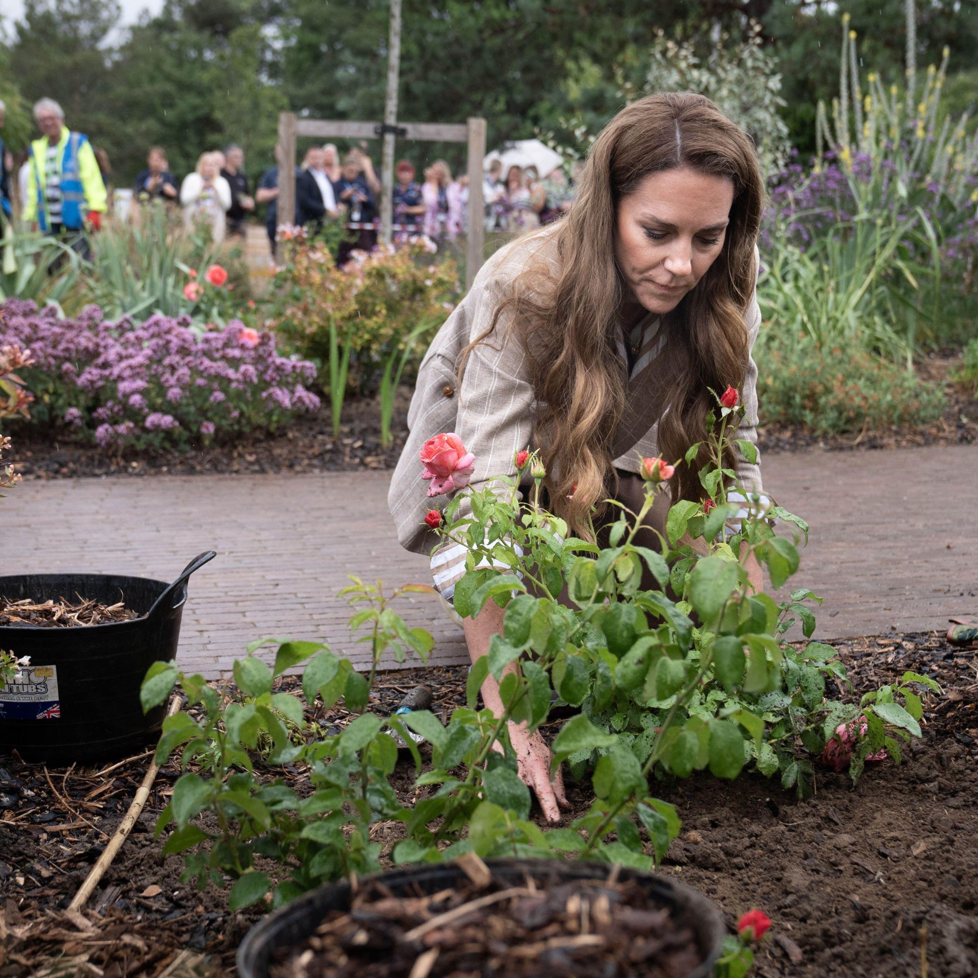 Princess of Wales with Catherine's Rose