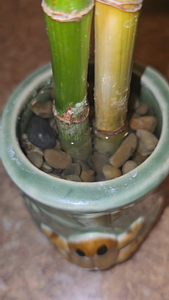 I officially retire as a plant mom