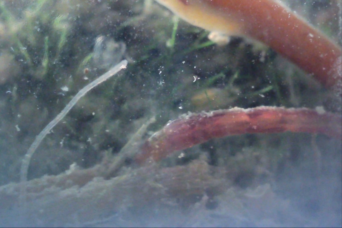 Three different species of worm boogying all in the same shot.