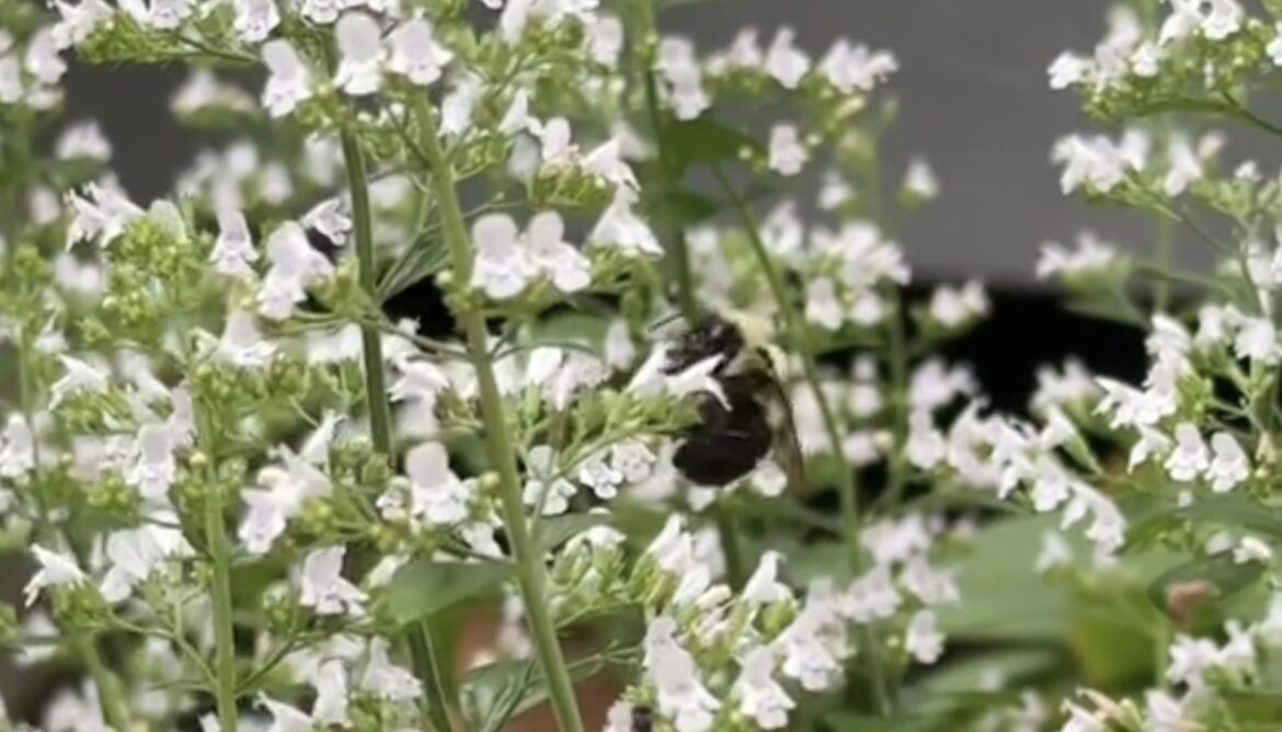 Gardener reveals why keeping this ‘secret weapon’ plant can be incredibly beneficial: ‘You have me sold’ "I need to add this to my garden!"