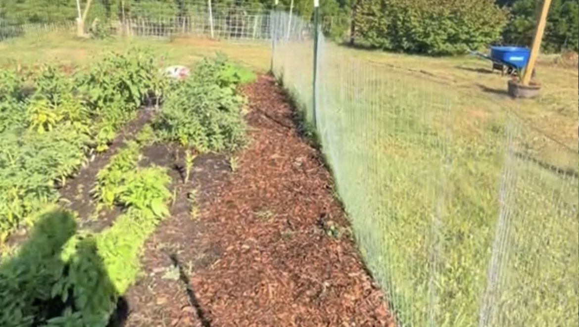 Homeowners share cheap tip to transform garden: ‘Love it’ "This project has been on our list for a while."
