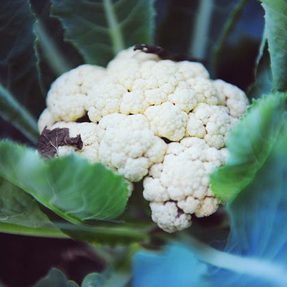 fall vegetable garden cauliflower fall vegetable garden cauliflower