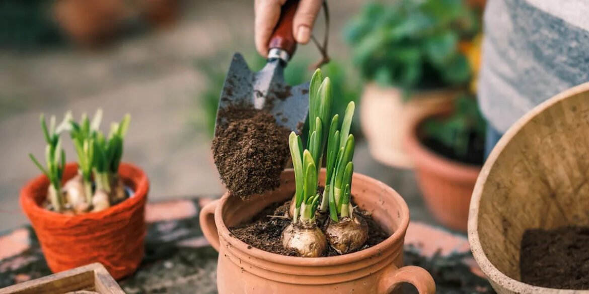 4 bulbs to plant in September to guarantee a colourful spring garden 4 bulbs to plant in September to guarantee a colourful spring garden