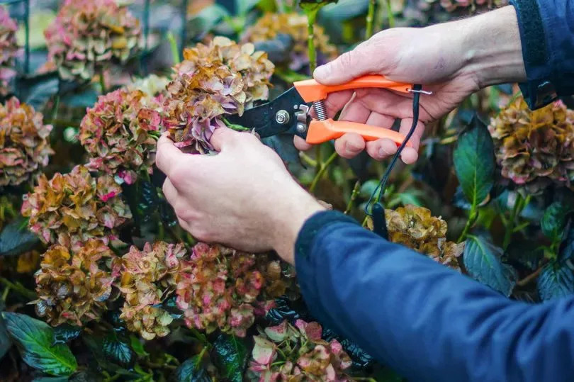 male hand cutting old hydrangea flowers with scissors before wintering . High quality photo