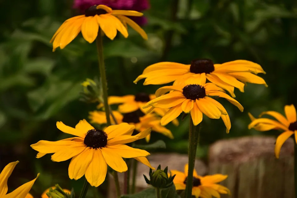 pretty garden with flowering and blooming black eyed susan flower blossoms.