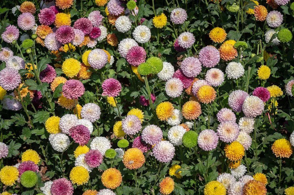 pompon chrysanthemums. cultivars in this class produce masses of blooms with an ease that makes the pompon a most popular cut flower.