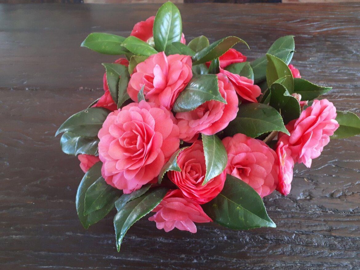 Aren’t these flowers beautiful?