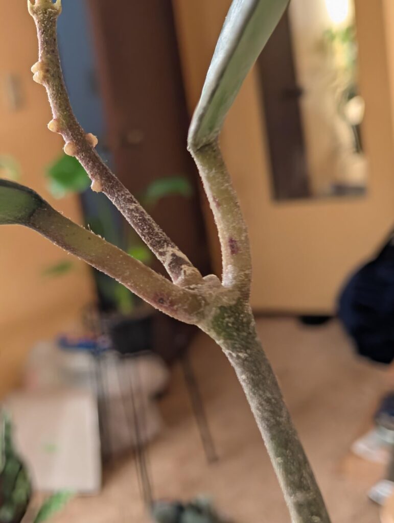 Please help me with my favorite Hoya!