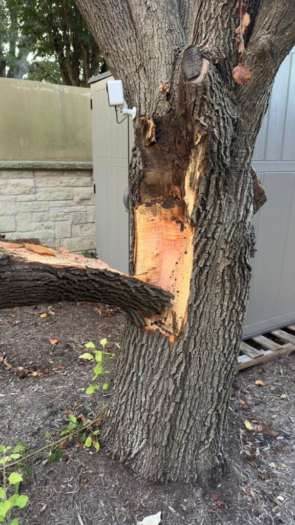 Large branch fell and now the tree is exposed. What do I do to help the tree live and thrive? Large branch fell and now the tree is exposed. What do I do to help the tree live and thrive?