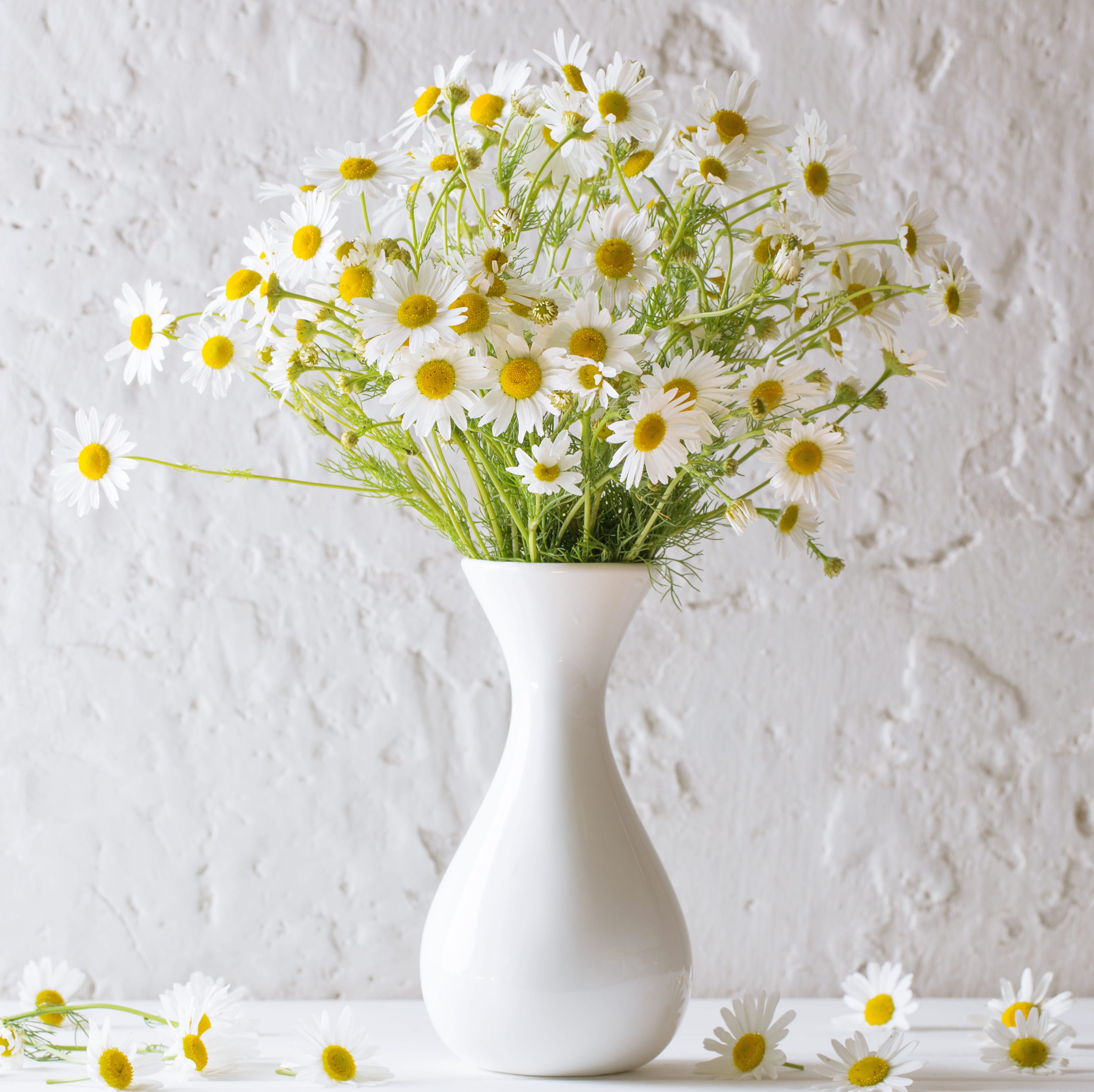 yellow and white daisies in vase on white background