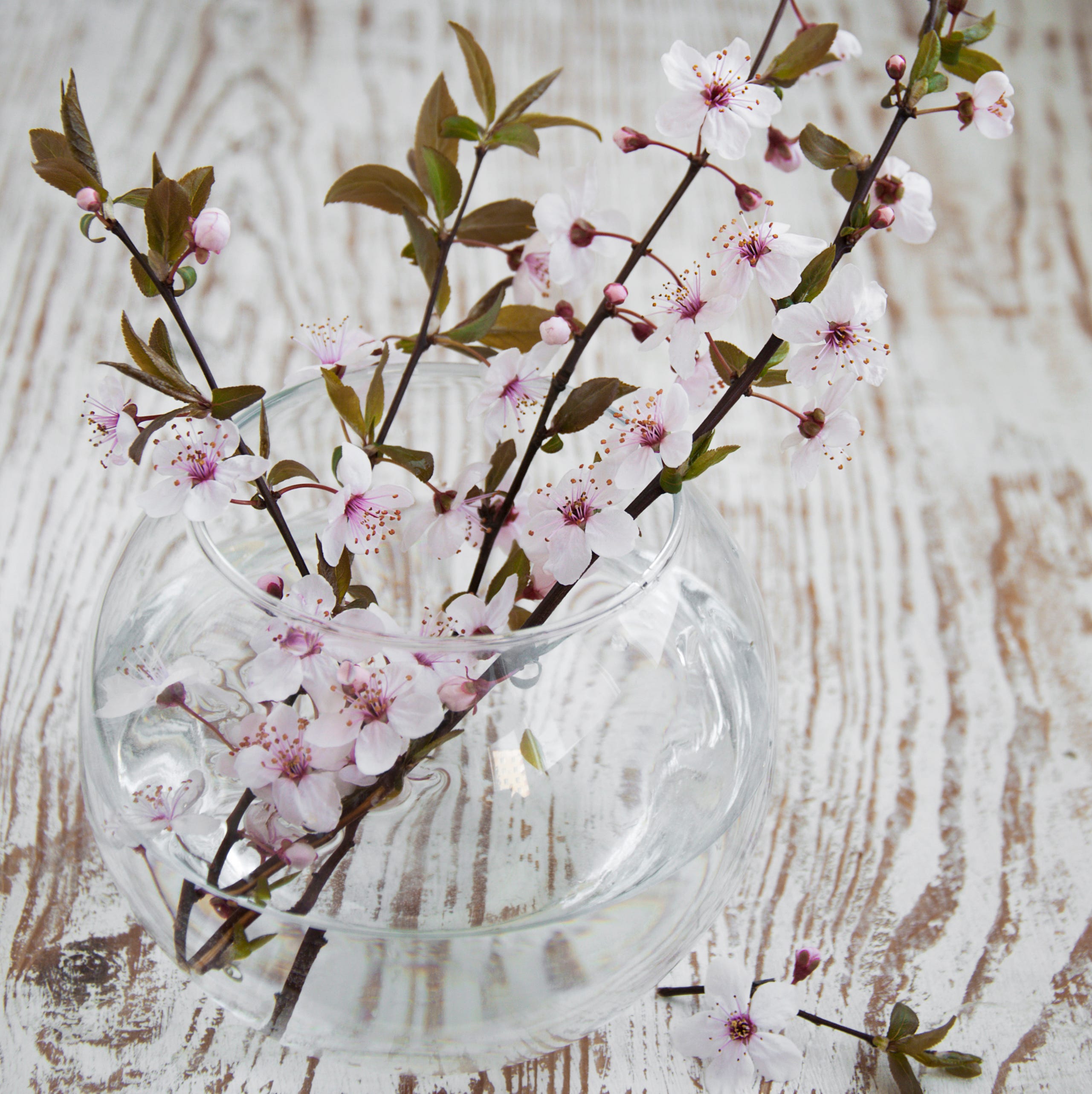 cherry blossom stems in a clear glass vase