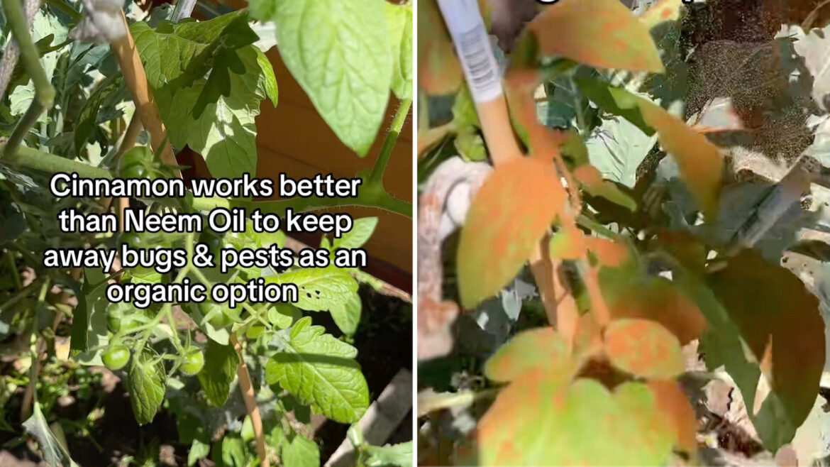 Gardener shares incredible hack using common kitchen item: ‘Tried and true’ Many commenters said this trick really works.