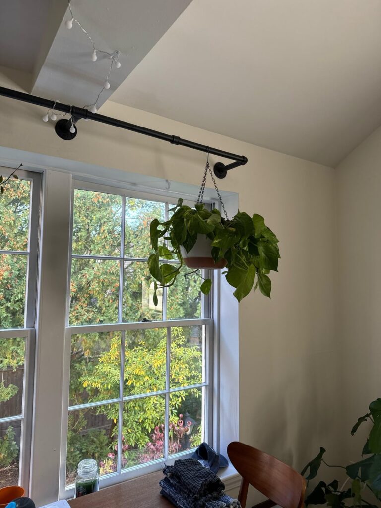 Is this an ok place to hang this pothos?