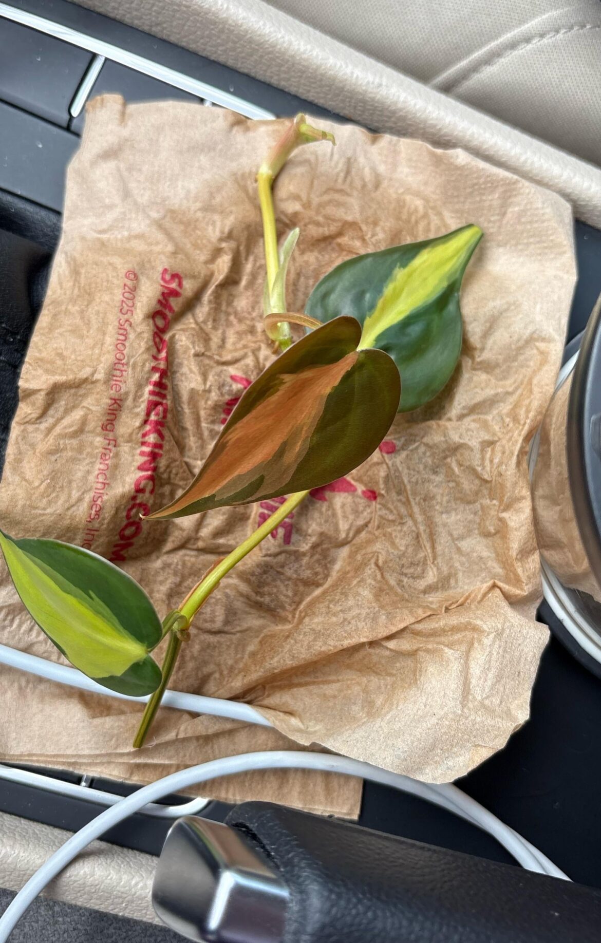 Proplift from school