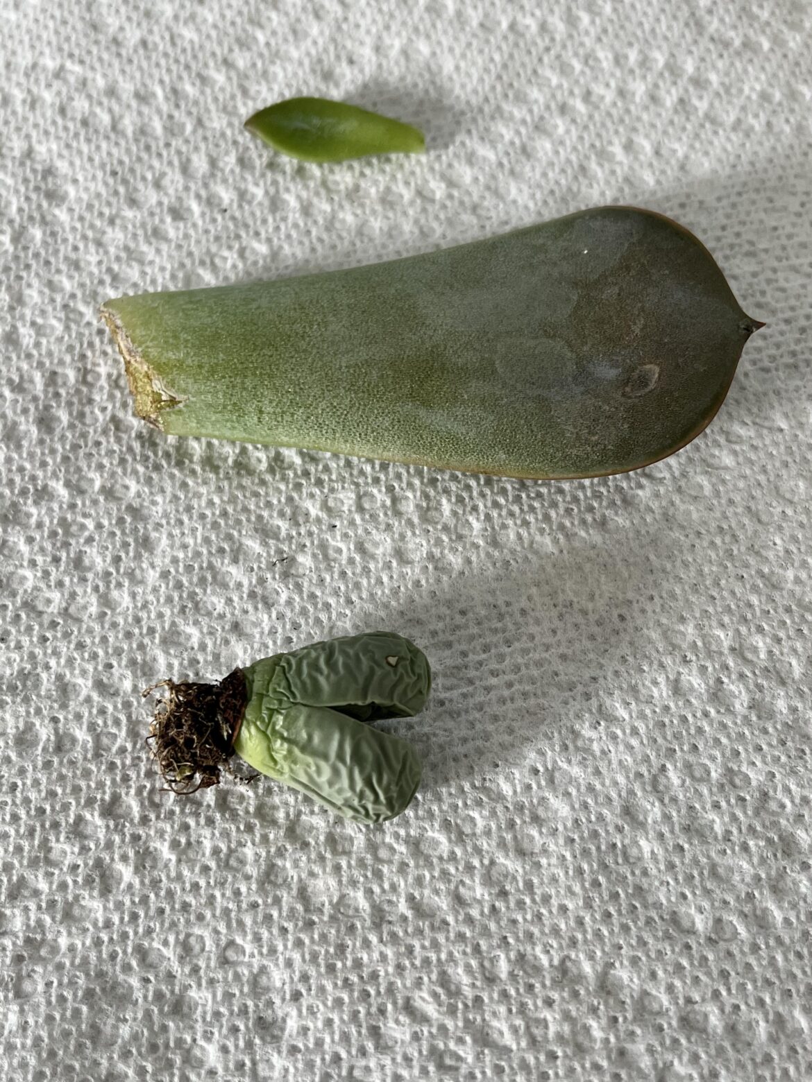 Home Depot score
